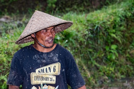 BALI, INDONESIA - AUGUST 17 2016 - people while growing and farming rice field in bali indonesia. Rice is the main food for indonesian pepleのeditorial素材