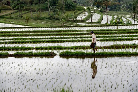 BALI, INDONESIA - AUGUST 17 2016 - people while growing and farming rice field in bali indonesia. Rice is the main food for indonesian pepleのeditorial素材