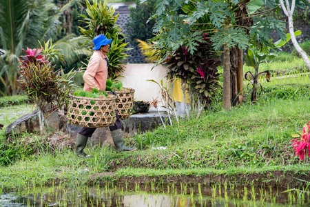 BALI, INDONESIA - AUGUST 17 2016 - people while growing and farming rice field in bali indonesia. Rice is the main food for indonesian pepleのeditorial素材