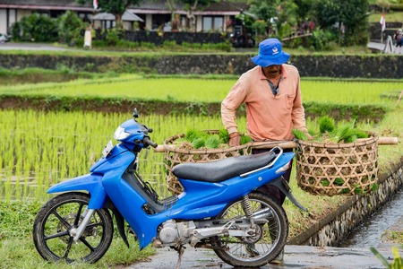 BALI, INDONESIA - AUGUST 17 2016 - people while growing and farming rice field in bali indonesia. Rice is the main food for indonesian pepleのeditorial素材