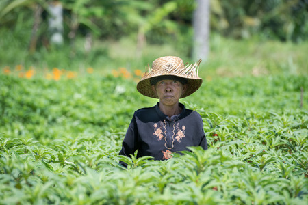 BALI, INDONESIA - AUGUST 17 2016 - people while growing and farming rice field in bali indonesia. Rice is the main food for indonesian pepleのeditorial素材