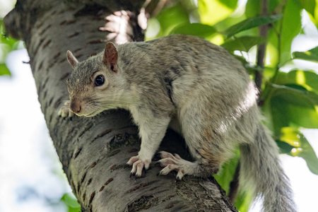 Isolated grey squirrel looking at you