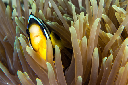 Clown fish portait while looking at you from anemone tentaclesの写真素材