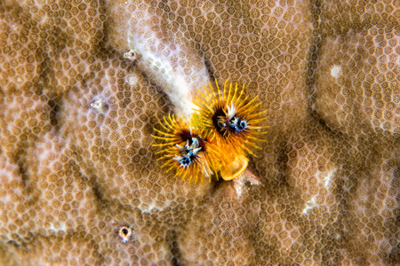 christmas tree worm on hard coral while diving indonesiaの写真素材
