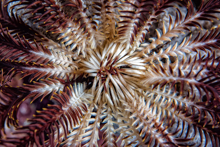 open arms crinoid underwater while night diving in Indonesiaの写真素材