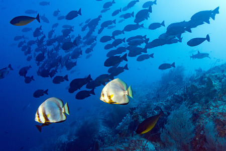 Coral rocks shark and fishes wall underwater landscape while diving in Maldives Asiaの写真素材