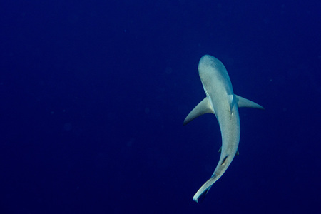 White grey shark jaws close up portrait while looking at you while diving in maldivesの写真素材