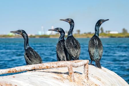 cormorant while resting on rocks on the turquoise sea backroundの写真素材