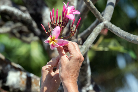 woman hand holding Frangipani flowers detailの写真素材