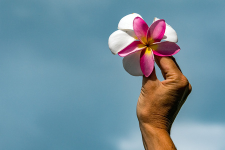 woman hand holding Frangipani flowers detailの写真素材