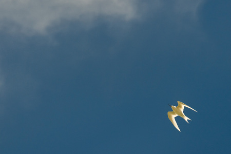Polynesian white tern flying on deep blue sky backgroundの写真素材
