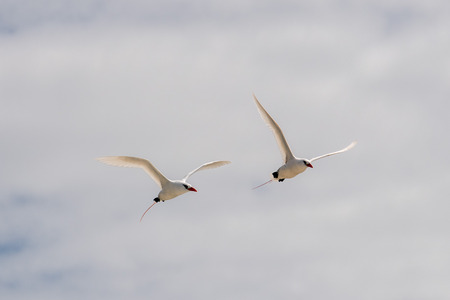 tropic bird Phaethon rubricauda while flying on blue sky backgroundの写真素材