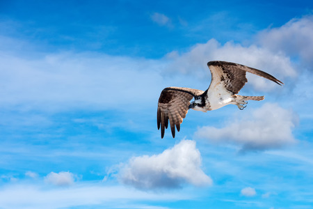 Osprey bird while flying portraitの写真素材