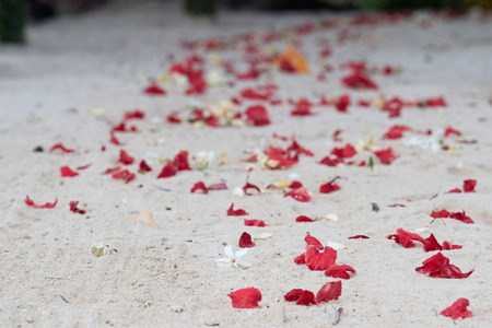 Frangipani flowers dfor Wedding on tropical paradise polynesia sandy beachの写真素材