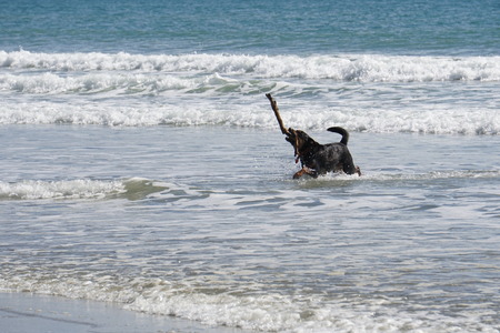 happy dog playing on the beachの写真素材
