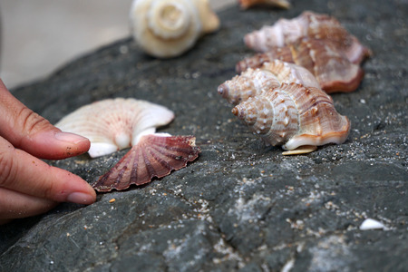 Shells on the beach Thousand of different kind