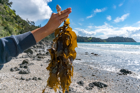 kelp seaweed on the beach