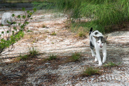 Cat portrait on beach of polynesia while looking at youの写真素材