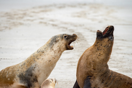 australian sea lion in kangaroo island sandy beach fightingの写真素材