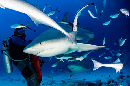 bull shark while feeding in mexico in blue oceanの写真素材
