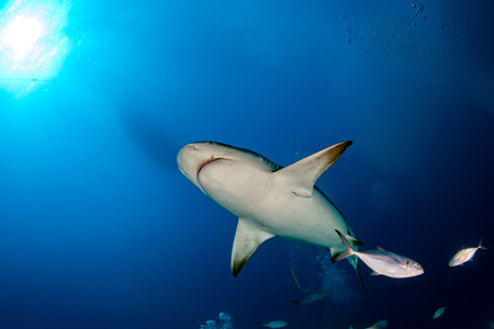 bull shark while feeding in mexico in blue oceanの写真素材