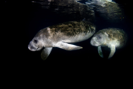 manatee close up portrait underwater in crystal riverの写真素材