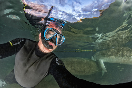 snorkeling with manatee close up portrait underwater in crystal riverのeditorial素材