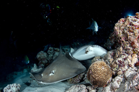 parsnip stingray fish on sand underwater while eating and digging sandの写真素材