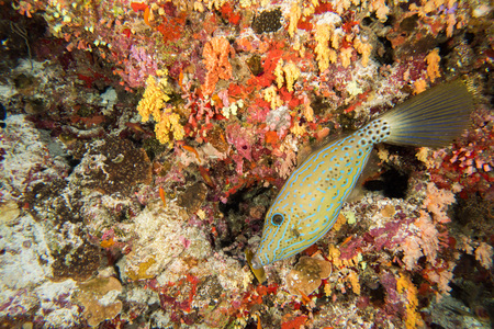 An isolated harlequin filefish looking at you while swimming in the deep blue sea