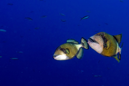 titan triggerfish on blue ocean backgroundの写真素材