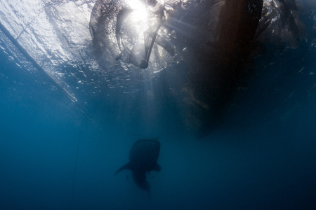Whale Shark under fisherman platform in Papua Indonesiaの写真素材