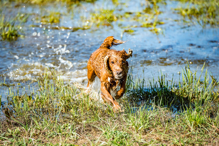 Happy english cocker spaniel while playing in the riverの写真素材