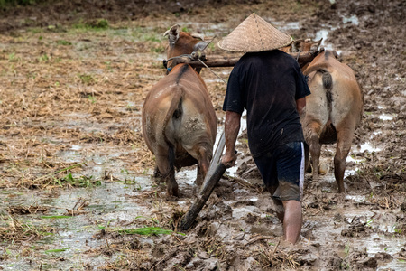 man while hand plowing rice field in bali with cow plough detailの写真素材