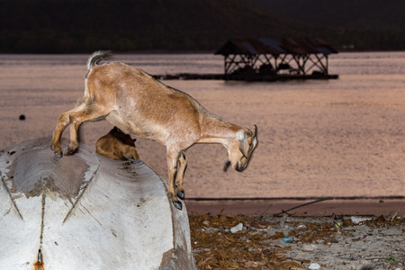 Goat on the boat at the beach at sunset in Indonesia islandの写真素材