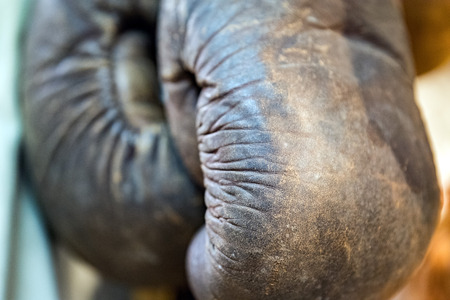 Old boxer gloves detail close upの写真素材