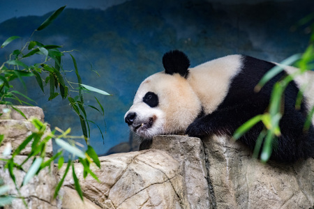 giant panda while eating bamboo close up portraitの写真素材