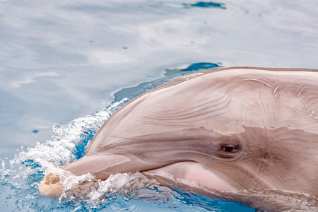 dolphin portrait detail of eye while looking at you from oceanの写真素材