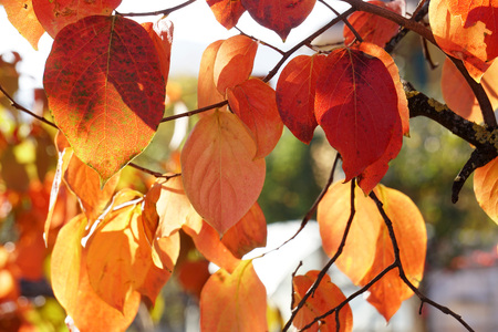 Autumn leaves on the tree