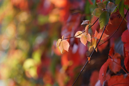 Autumn leaves on the treeの写真素材