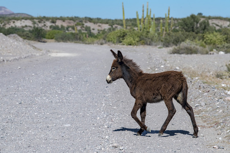 newborn young donkey in baja california desertの写真素材