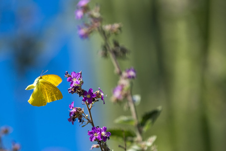 yellow butterfly in baja california desert cactusの写真素材