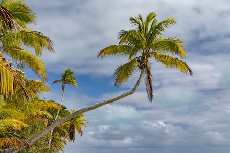 Coconut tree on polynesian tropical paradise white sand beachの写真素材