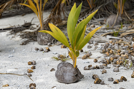 young coconut palm tree from fruit on polynesia sandy beachの写真素材
