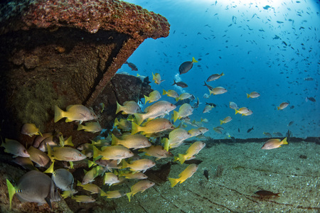 corals growing on Ship Wreck underwater while diving indonesiaの写真素材