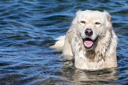 white wolf dog close up portrait on the beach