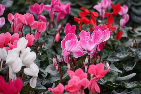 Cyclamen flower Multi colors detailの写真素材