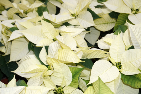 Christmas star Poinsettia red flower plantの写真素材