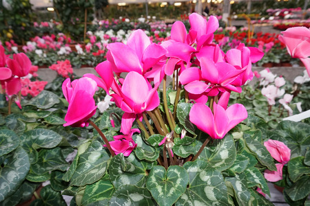 Cyclamen flower Multi colors detailの写真素材