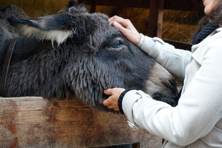 christmas donkey in stable close upの写真素材