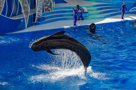 SAN DIEGO, USA - NOVEMBER, 15 2015 - The dolphin show at Sea World aquatic park. Now the killer whale show is cancelledのeditorial素材